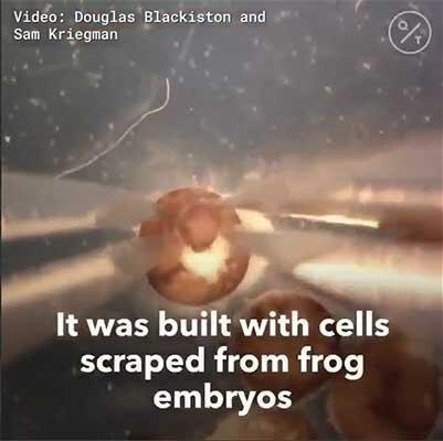 ساخت یک ربات زنده با استفاده از سلول های قورباغه