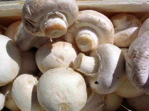 فراوری سالانه 63 تن قارچ خوراکی در میاندوآب