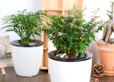 مدل گلدان با قابلیت آبدهی اتوماتیک به گیاهان مناسب آپارتمان