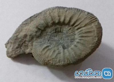 اهدای فسیل 180 میلیون ساله به گروه موزه های خراسان رضوی