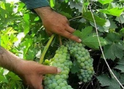 180 هزارتن انگور از باغات آذربایجان غربی برداشت می گردد (طراحی خانه ویلایی کوچک)