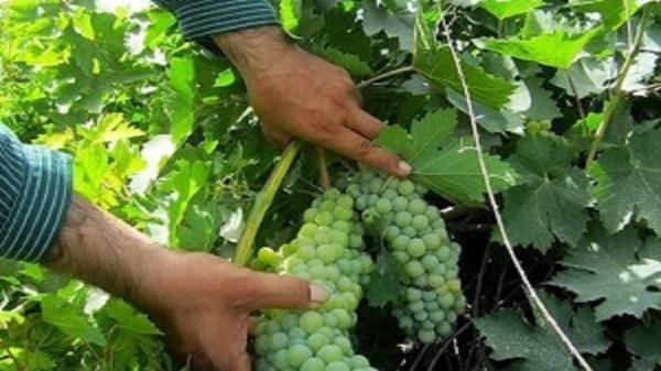 180 هزارتن انگور از باغات آذربایجان غربی برداشت می گردد (طراحی خانه ویلایی کوچک)